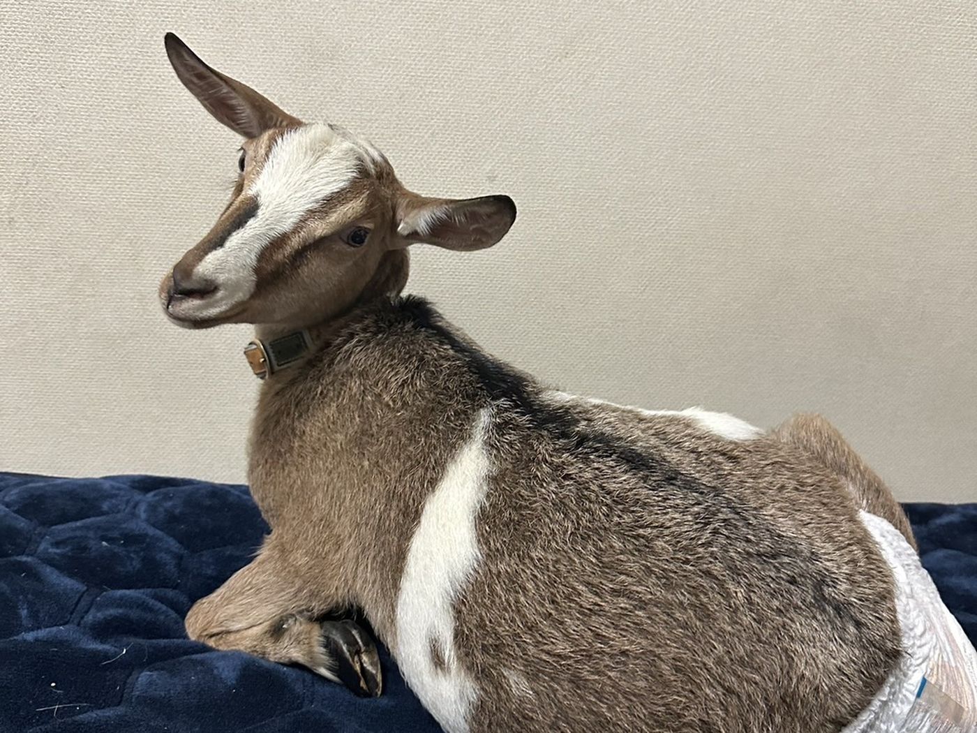 ベッドの上でくつろぐヤギ。頭から体まで、ゆったりと横たわっている