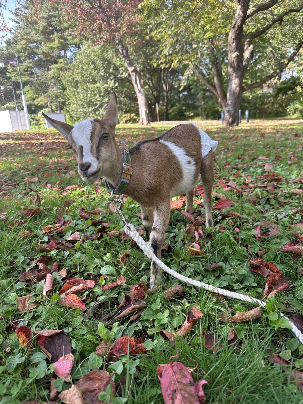 落ち葉の混じる草地を歩くヤギ